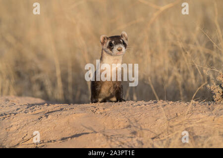 Wild black-footed ferret au site de dissémination dans l'Utah Banque D'Images