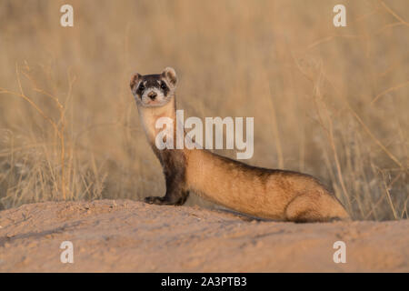 Wild black-footed ferret au site de dissémination dans l'Utah Banque D'Images