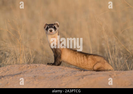 Wild black-footed ferret au site de dissémination dans l'Utah Banque D'Images