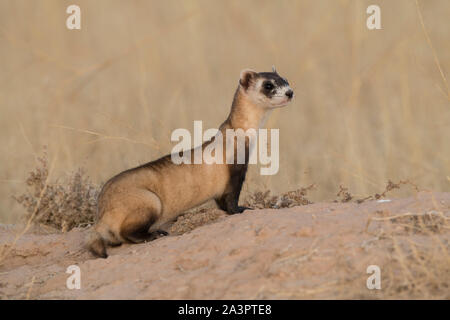 Wild black-footed ferret au site de dissémination dans l'Utah Banque D'Images