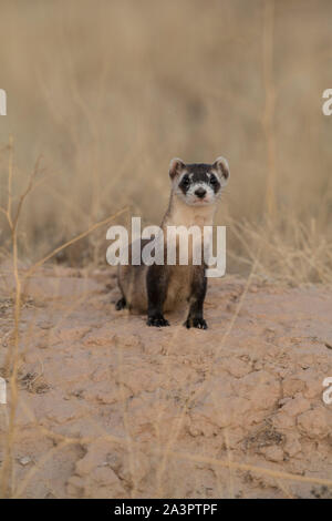 Wild black-footed ferret au site de dissémination dans l'Utah Banque D'Images