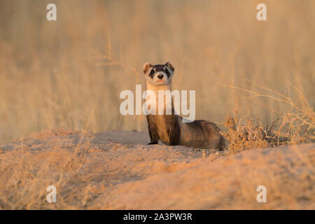 Wild black-footed ferret au site de dissémination dans l'Utah Banque D'Images