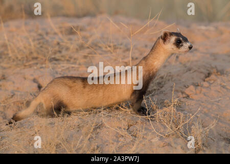 Wild black-footed ferret au site de dissémination dans l'Utah Banque D'Images