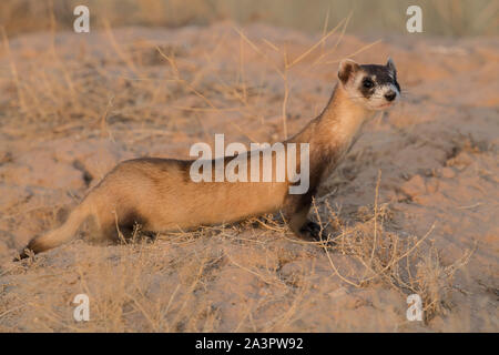 Wild black-footed ferret au site de dissémination dans l'Utah Banque D'Images