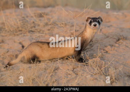 Wild black-footed ferret au site de dissémination dans l'Utah Banque D'Images