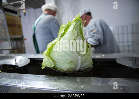 Filderstadt, Allemagne. 09Th Oct, 2019. Une tête de chou pointu se trouve dans une machine qui le prépare pour la choucroute de la production. Les agriculteurs sont satisfaits de leur récolte de filderkraut jusqu'à présent. Crédit : Sébastien Gollnow/dpa/Alamy Live News Banque D'Images