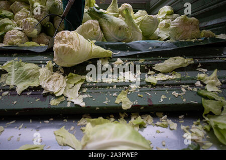 Filderstadt, Allemagne. 09Th Oct, 2019. Un travailleur s'a fait une tête de chou d'un camion. Les agriculteurs sont satisfaits de leur récolte de filderkraut jusqu'à présent. Crédit : Sébastien Gollnow/dpa/Alamy Live News Banque D'Images