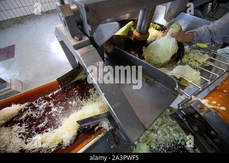 Filderstadt, Allemagne. 09Th Oct, 2019. a fait des choux sont prévus afin qu'ils puissent devenir la choucroute. Les agriculteurs sont satisfaits de leur récolte de filderkraut jusqu'à présent. Crédit : Sébastien Gollnow/dpa/Alamy Live News Banque D'Images