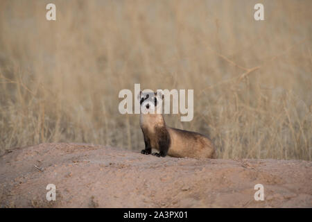 Wild black-footed ferret au site de dissémination dans l'Utah Banque D'Images