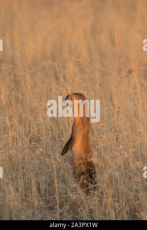 Wild black-footed ferret au site de dissémination dans l'Utah Banque D'Images