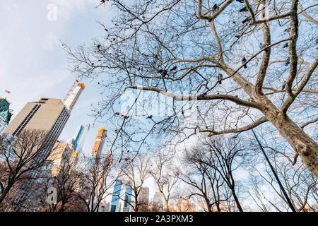 New York, NY, USA - 25 novembre, décembre, 2018 - Belle architecture Bâtiments Skyline view dans une froide journée ensoleillée dans Central Park avec un arbre avec pig Banque D'Images