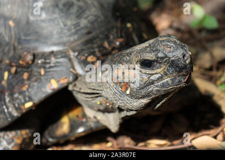 Parc historique de Quito, Guayaquil, Equateur, Wildlife Park area Banque D'Images