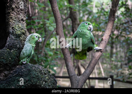 Parc historique de Quito, Guayaquil, Equateur, Wildlife Park area Banque D'Images