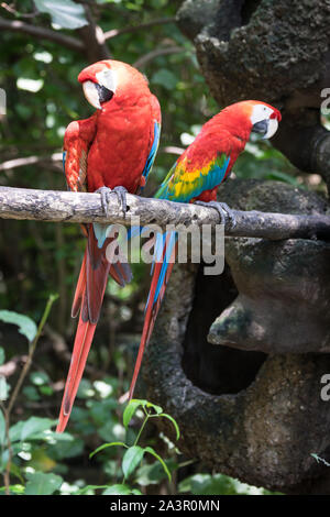 Parc historique de Quito, Guayaquil, Equateur, Wildlife Park area Banque D'Images