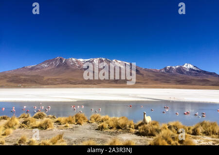 Lama et un groupe de flamants roses sur la Laguna Hedionda (Lac puant) dans la région de Eduardo Avaroa Parc National en Bolivie Banque D'Images