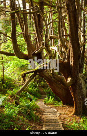 Dell ombragé séquoias, forêt enchantée, Lost Coast, Californie Banque D'Images