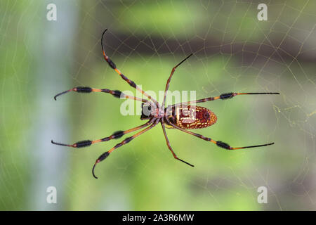 Le golden silk-orb weavers (Nephila) sur le net, Brazos Bend State Park, Texas Banque D'Images