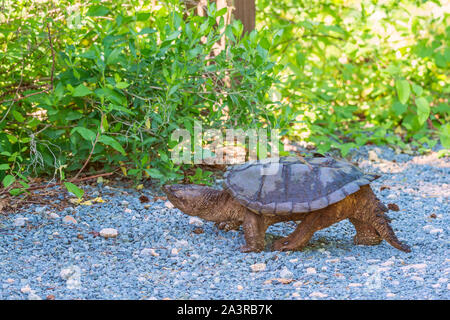 La chélydre serpentine (Chelydra serpentina) marcher le long de la route. Bombay Hook National Wildlife Refuge. Delaware. USA Banque D'Images
