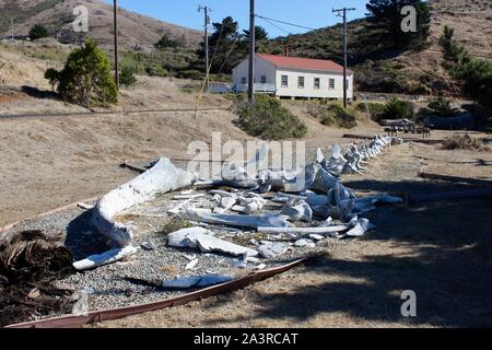 Squelette de rorqual bleu, Fort Cronkhite, Marin Headlands, Californie Banque D'Images