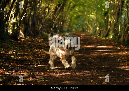 Les feuilles commencent à tourner un golden brown comme Cookie le cockapoo chien va courir par ce tunnel d'arbres à Peterborough, Cambridgeshire, Royaume-Uni le 9 octobre 2019. Banque D'Images