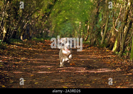 Les feuilles commencent à tourner un golden brown comme Cookie le cockapoo chien va courir par ce tunnel d'arbres à Peterborough, Cambridgeshire, Royaume-Uni le 9 octobre 2019. Banque D'Images