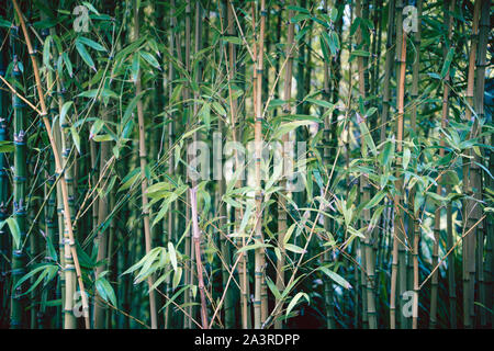 Bambous au jardin de thé japonais Banque D'Images