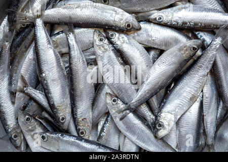 Arrière-plan de poissons fraîchement pêchés sprat Banque D'Images