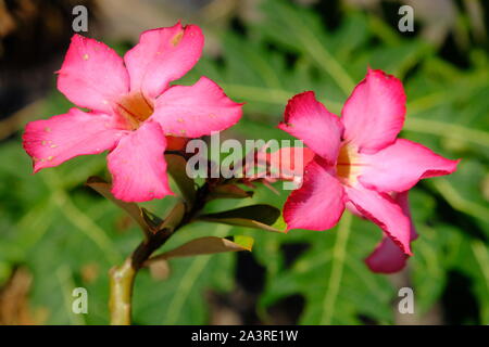 L'INDONESIE Sumba flowering plant - Adenium obesum pink Banque D'Images