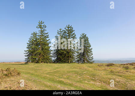 Arbres de puzzle singe sur Hergest Ridge Banque D'Images