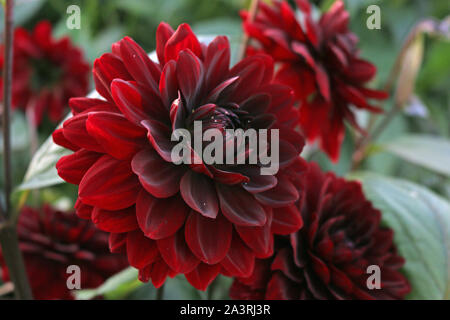 Dahlia rouge foncé variété Karma Naomi fleur avec un arrière-plan flou de feuilles et de fleurs. Banque D'Images