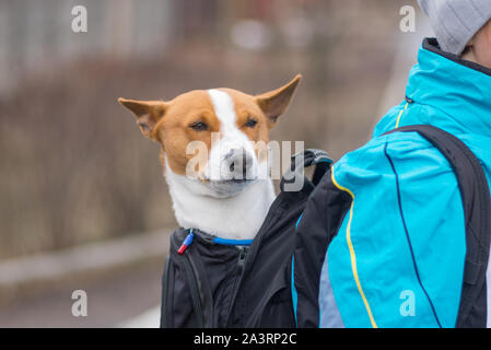 Portrait de chien Basenji satisfait alors qu'il était assis à l'intérieur du sac à dos confortable master au lieu de marcher sur la rue d'automne en plein air Banque D'Images