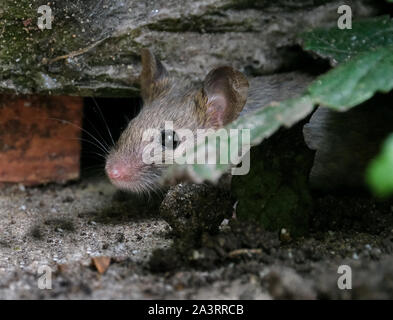 La recherche de nourriture des souris dans un jardin urbain. Banque D'Images