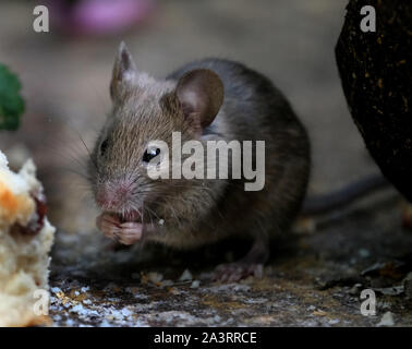 La recherche de nourriture des souris dans un jardin urbain. Banque D'Images