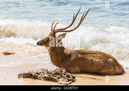 Javan mâle ou rusa sambar Sunda (cerfs Rusa timorensis), Manjangan, île de Bali, Indonésie Banque D'Images