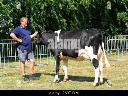 Kieldrecht, Belgique, 1 septembre 2019 l'homme en short montrant le jury sa vache noir et blanc sur le bétail show Banque D'Images