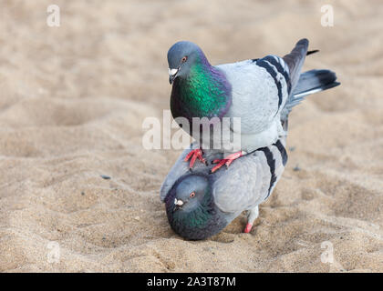 Pigeons sur le sable l'accouplement Banque D'Images