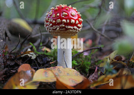 Cologne, Allemagne. 10 Oct, 2019. Agaric une mouche se trouve dans le vrai Heath dans la forêt. Après les pluies des derniers jours les champignons poussent. Credit : Oliver Berg/dpa/Alamy Live News Banque D'Images