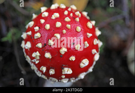 Cologne, Allemagne. 10 Oct, 2019. Agaric une mouche se trouve dans le vrai Heath dans la forêt. Après les pluies des derniers jours les champignons poussent. Credit : Oliver Berg/dpa/Alamy Live News Banque D'Images