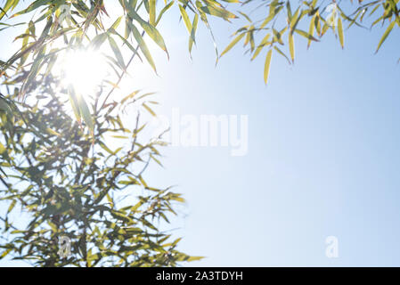 La lumière du soleil et l'espace de copie qui entre dans le ciel bleu à travers les feuilles de bambou. Banque D'Images