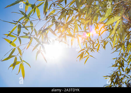 La lumière du soleil et l'espace de copie qui entre dans le ciel bleu à travers les feuilles de bambou. Banque D'Images