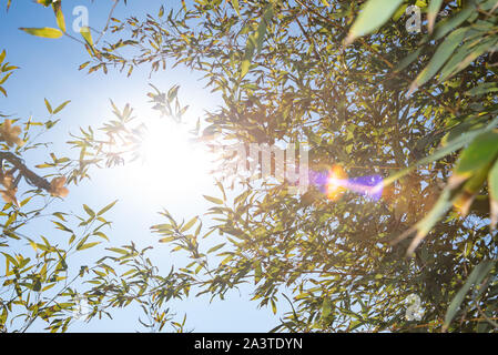 La lumière du soleil et l'espace de copie qui entre dans le ciel bleu à travers les feuilles de bambou. Banque D'Images