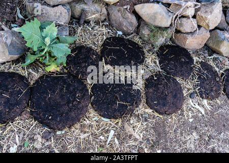 La bouse de vache sur la route de Gondar au montagnes du Simien, l'Éthiopie, l'Afrique Banque D'Images