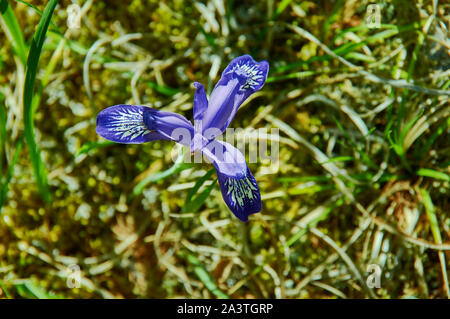 Graminea iris fleurs en Mongolie, l'Asie Banque D'Images