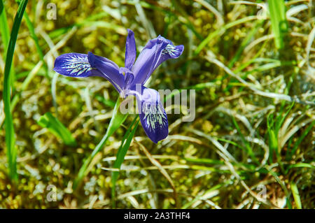 Graminea iris fleurs en Mongolie, l'Asie Banque D'Images