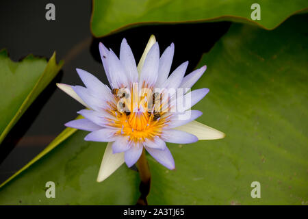 Les abeilles recueillir le nectar et le pollen de la étamines de white water lilly Banque D'Images