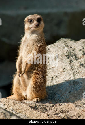 Meerkat dans Zoo d'Édimbourg, en Écosse, Banque D'Images