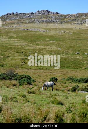 Cheval Blanc pâturage sur Bodmin Moor with rough Tor en arrière-plan, près de Dungarvan, Cornwall, UK. Banque D'Images