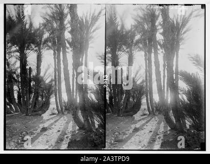 L'Araba. (Extrémité Sud de la Jordanie le Grand Rift). Midi el-Shurk, Akaba (Élath), du golfe d'Akaba et el-Kuntilla. Golfe d'Akaba. Akaba. Parmi les palmiers du bord de mer. Banque D'Images