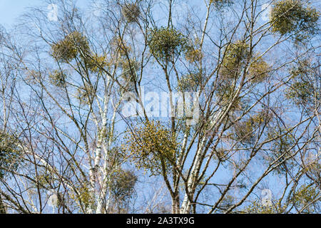 De nombreux arbustes hémiparasitaire du gui sur les branches d'arbres. Politique européenne le gui (Viscum album) poussant sur les branches de bouleau isolé sur bl Banque D'Images