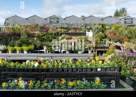 Des fleurs colorées et des plantes sur l'affichage à l'extérieur du centre de jardin à Bordon Country Market, UK Banque D'Images